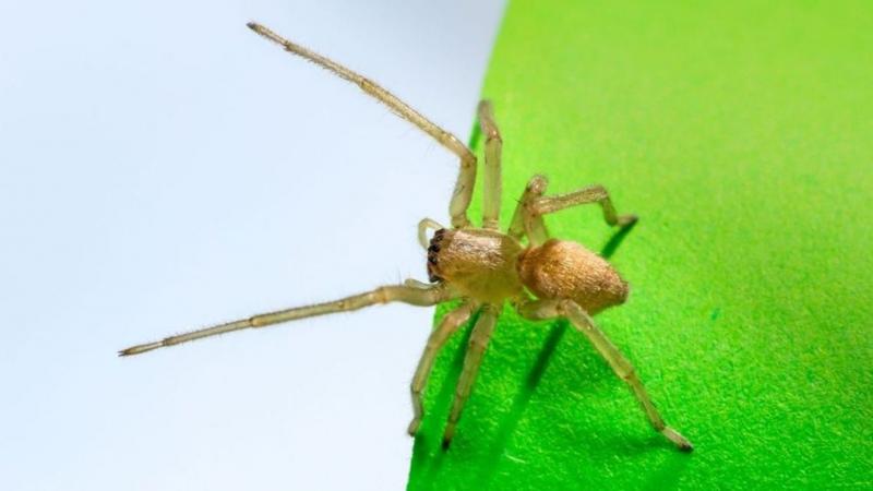 Ezzel a félelmetes mérgespókkal biztosan nem szeretnél szembenézni otthonodban. Bár talán nem is tudsz róla, de már a közelben ólálkodik, és a csípése komoly problémákat okozhat.