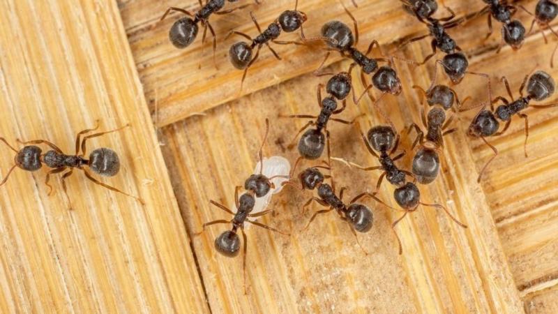 A hangyainvázió egy olyan jelenség, amely során a hangyák tömegesen foglalnak el egy területet, gyakran keresve élelmet vagy új élőhelyet. Ezek a kis rovarok rendkívül szociális lények, és az invázió során hihetetlenül szervezetten dolgoznak együtt, hogy 