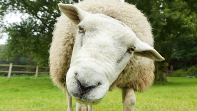 A kéknyelv-betegség egyre inkább elterjedt hazánkban, ami komoly aggodalmakat kelt a mezőgazdasági közösségben. A legújabb fejlemények alapján jelentős lépéseket tettek a helyzet kezelésére Magyarországon. Az Agrárszektor szakértői fontos döntéseket hozta