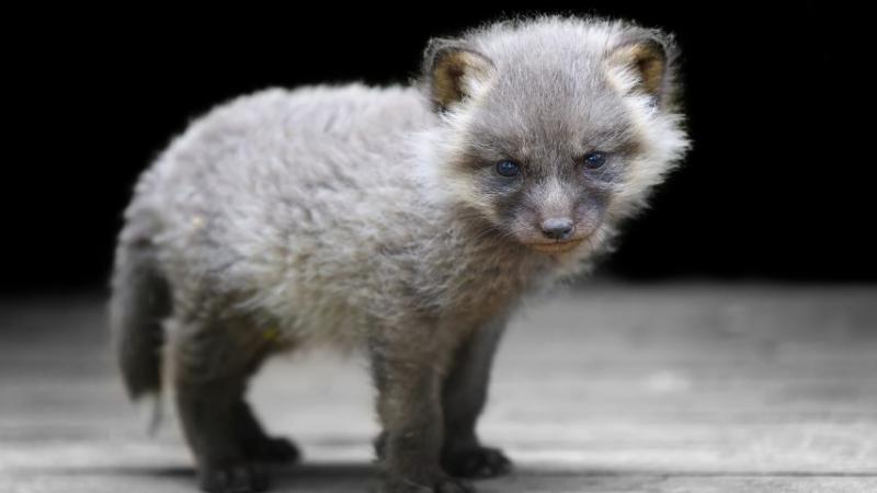 Új taggal bővült a Budakeszi Vadaspark családja: egy bájos rókakölyök tette meg első lépéseit az erdei otthonában.