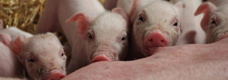 Az állattartás hatékonyságának növelésével csökkenthetjük az antibiotikumok használatát.