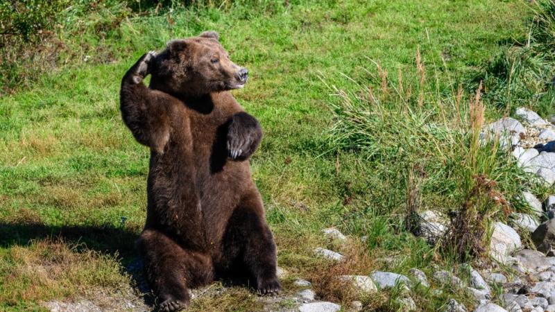 Szlovákiában hivatalosan is engedélyezték a medvehús fogyasztását, ezzel új lehetőségeket teremtve a gasztronómiai élvezetek terén.