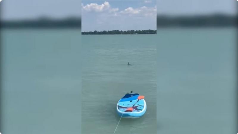A Balaton mélyén egy különleges jelenségre bukkantak: videóra rögzítették a tó hírhedt cápáját!