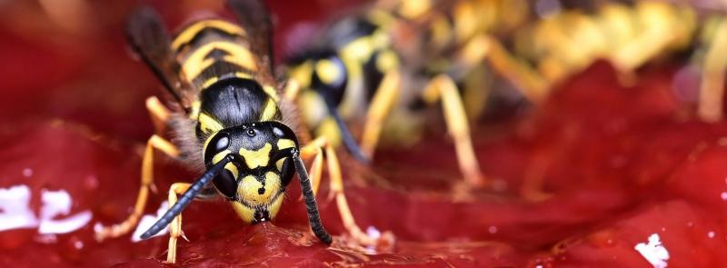 Darázscsapda készítése otthon - könnyű és eredményes megoldások

A darazsak nyáron sok kellemetlenséget okozhatnak, de szerencsére egyszerűen elkészíthető házi csapdákkal hatékonyan távol tarthatjuk őket. Íme néhány ötlet, amelyek segítségével könnyedén m