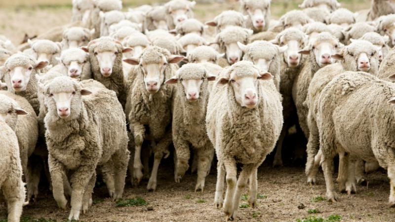 Megkezdődtek az elbírálások: hamarosan fény derül arra, hogy melyik gazdálkodó részesül támogatásban - Agrárszektor hírek.